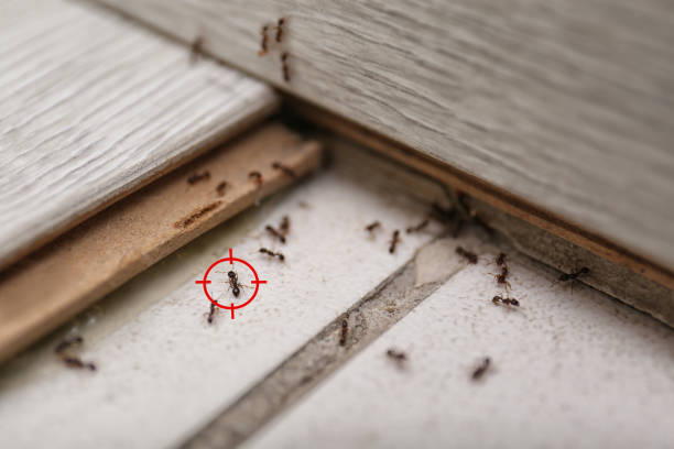 Best Emergency Pest Control  in Zebulon, GA