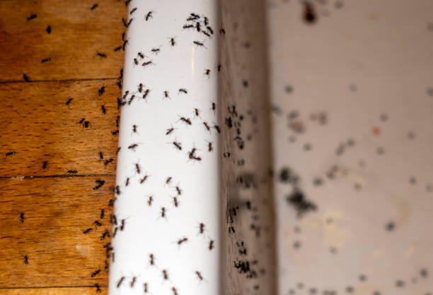 Best Best Pest Control Companies  in Zebulon, GA